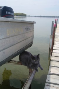 cat at boat